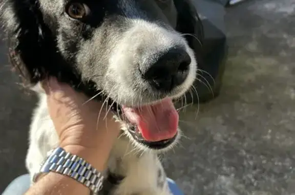 Chien trouvé Preignac, photo: Chien trouvé à Lamothe, Preignac (42)