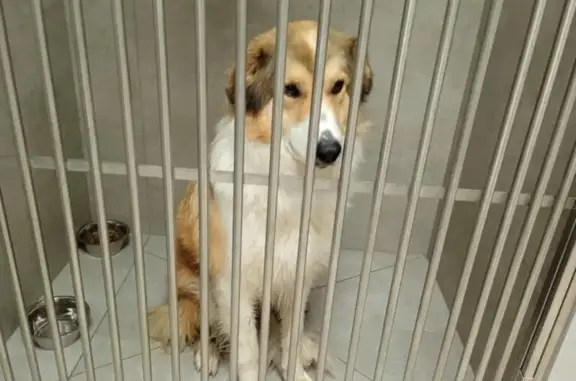 Chien trouvé Sillans, photo: Chien perdu aperçu à Sillans