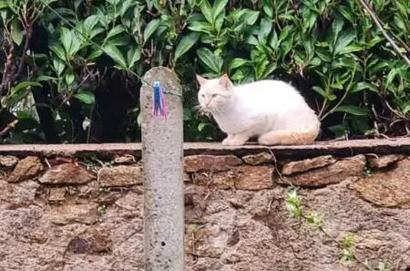 Chat blanc rouquin trouvé à Sèvremoine - photo