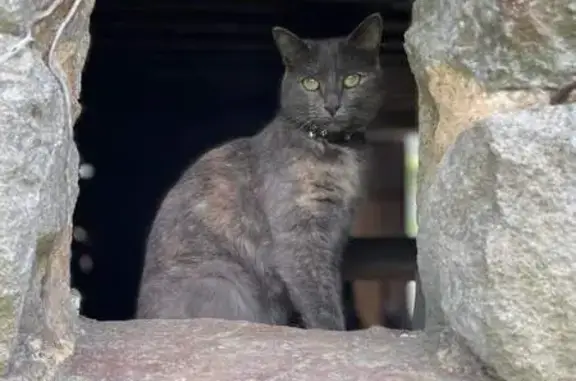 Chat gris clair sans queue perdu - photo