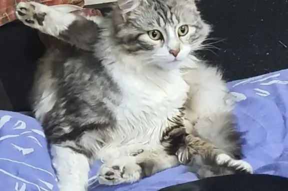 Chat perdu, , photo: Chat gris-blanc perdu, Salignac, 21/03/25
