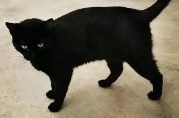 Chat perdu, Villeparisis, photo: Chatte noire Agathe perdue à Villeparisis