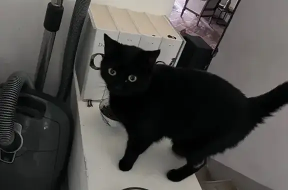 Animaux perdus , photo: Chatte Zezette perdue après tempête