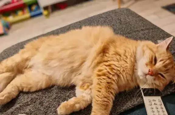 Chat disparu à Veurey-Voroize - photo