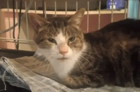 Animaux trouvés Saint-Trivier-de-Courtes, photo: Chat mâle castré trouvé à Saint-Trivier