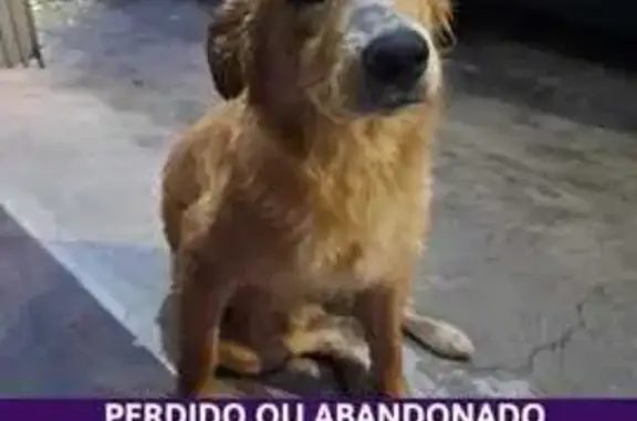Cachorro Perdido em São Paulo: Ajude a Encontrar