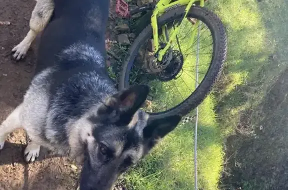 Lost 9-Year-Old German Shepherd in CA