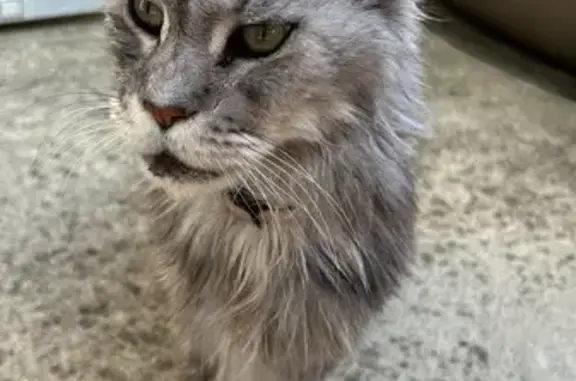 Chat malade disparu près de Versonnex - photo