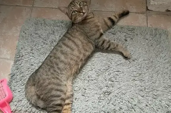 Chat perdu, Saint-Denis, photo: Chat perdu à Saint-Denis, contactez-nous !