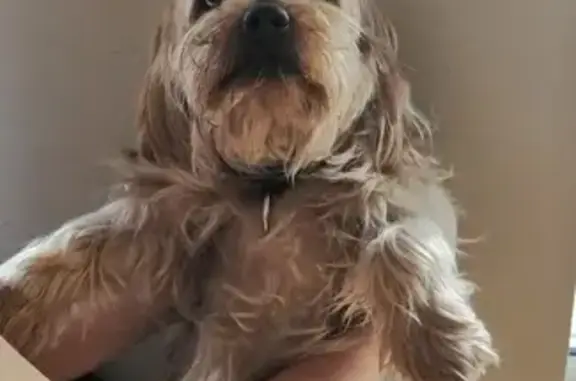 Chien perdu Marzan, photo : Yorkshire terrier blond/gris perdu à Marzan