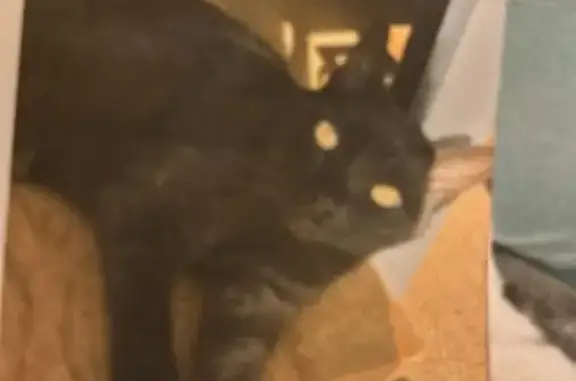 Chat perdu, , photo: Chat disparu à Larmor-Plage : Boo, 4 ans