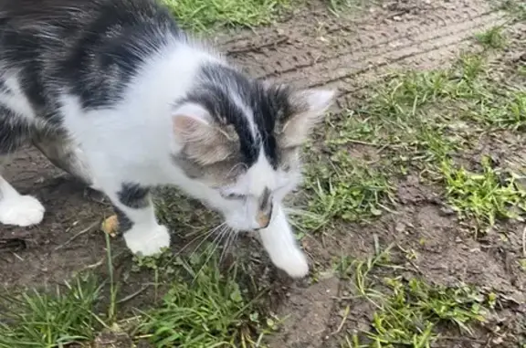 Animaux trouvés , photo: Chaton perdu à Moisseau, Anché