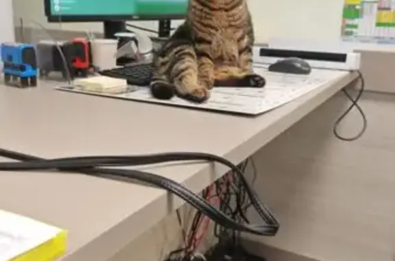 Chat tigré câlin trouvé à Évecquemont - photo