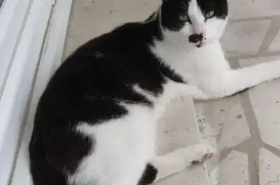 Chat trouvé : jeune mâle non castré, malade - photo
