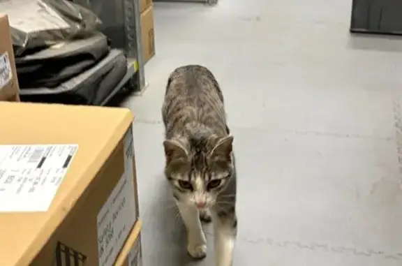 Animaux trouvés Challans, photo: Chat mâle sociable trouvé à Challans