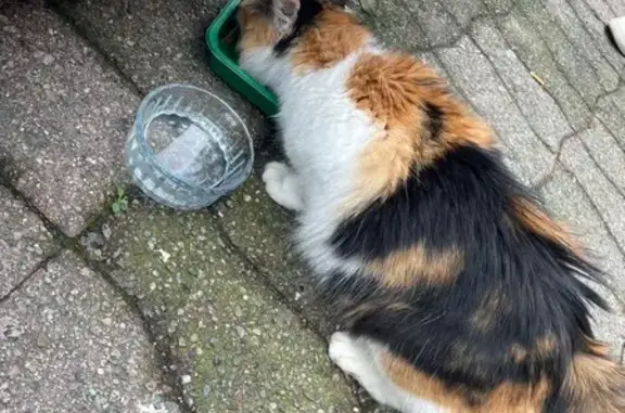 Animaux trouvés Bastia, photo: Chatte affectueuse trouvée près école Calloni