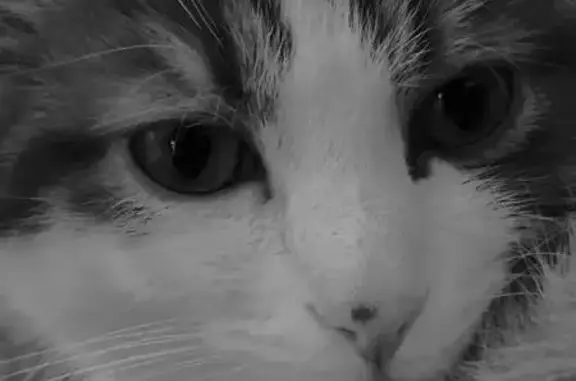 Chat rouquin perdu à Rudelle, aidez-nous ! - photo