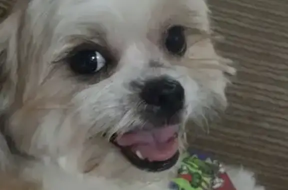 Procura-se Shih-tzu Perdido no Jardim Robru