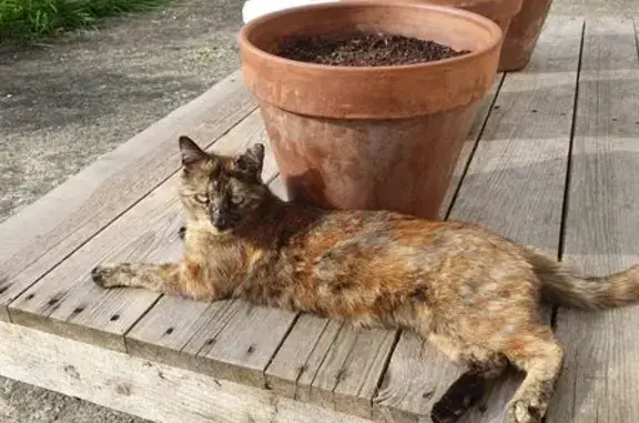 Animaux perdus Betton, photo: Chatte écaille disparue à Betton (35)