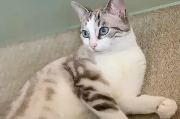 Chat perdu, stérilisé, câlin, Pirey - photo