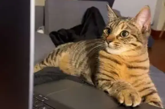 Animaux perdus Bourbon-l'Archambault, photo: Chatte stérilisée disparue, traces de sang