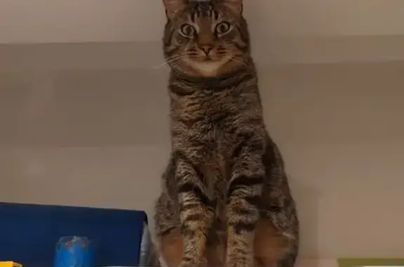 Chat perdu, Beauchamp, photo: Chat tigré 2 ans perdu à Beauchamp