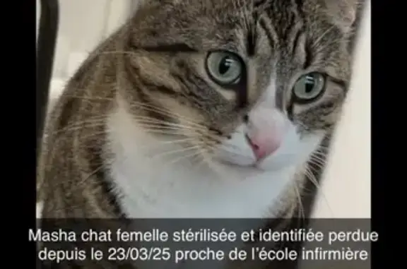 Animaux perdus Montélimar, photo: Chat perdu, rue Chabrillan, Montélimar
