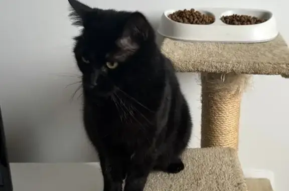 Animaux perdus Tourcoing, photo: Chat noir mâle perdu, sociable et pucé