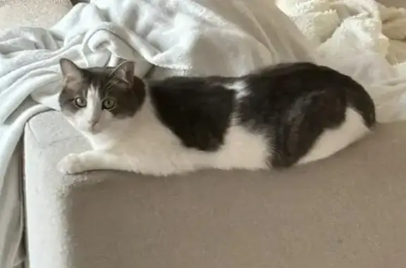 Animaux perdus Mougins, photo: Chat blanc et gris perdu à Mougins