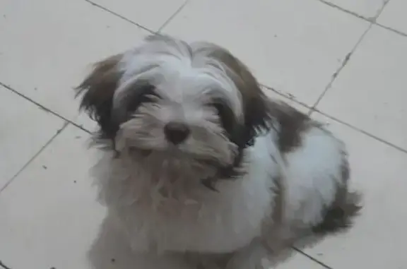 Procura-se: Scoby, Shih Tzu Perdido em SP