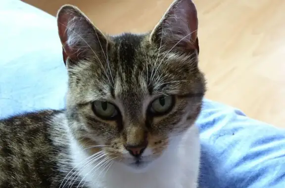 Chatte âgée disparue à Saint-Agulf - photo
