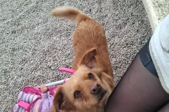 Chien trouvé Auchel, photo: Chien trouvé Allée du Parc, Auchel