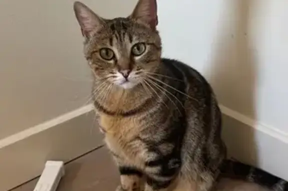 Animaux trouvés Nîmes, photo: Chat trouvé Rue Pasteur, Nîmes
