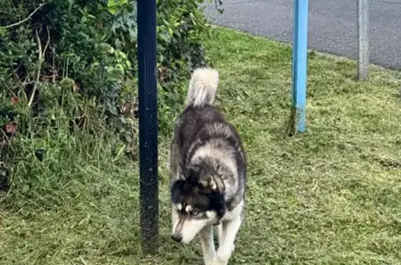 Chien trouvé La Teste-de-Buch, photo: Husky mâle trouvé, jeune, sociable chiens