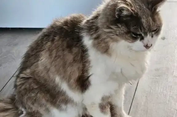 Chat norvégien âgé perdu à Labatut - photo