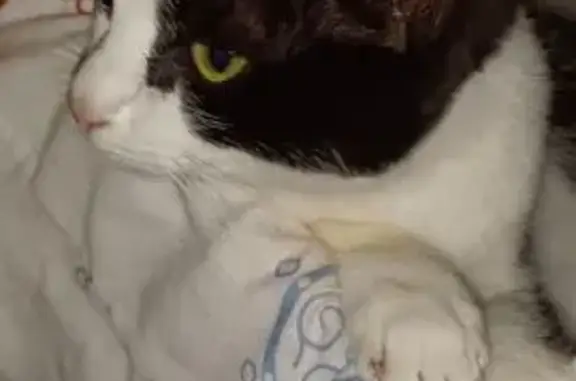Chat trouvé Villeneuve-sur-Lot, photo: Chatte noire et blanche trouvée à Villeneuve