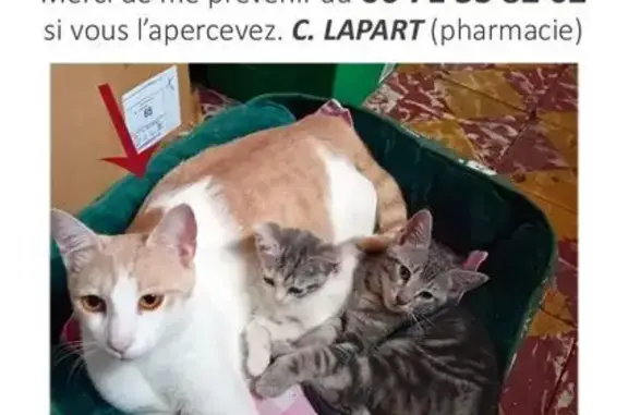 Chat perdu, Saint-Pé-de-Bigorre, photo: Chat beige et blanc perdu à Saint-Pé-de-Bigorre