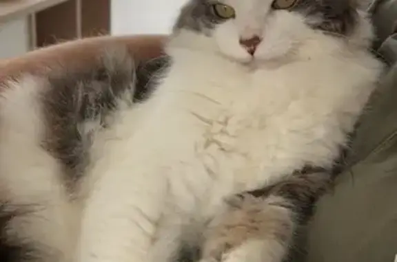 Chat mâle gris/blanc perdu à Chauny - photo