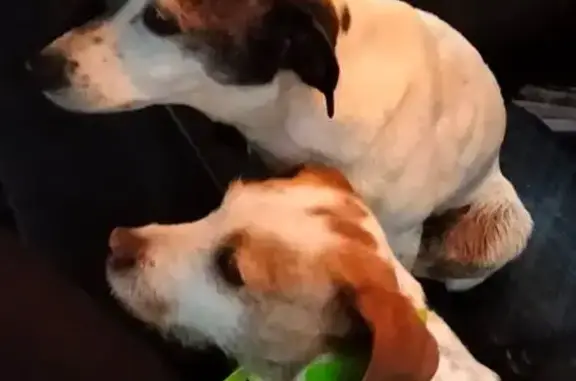 Animaux trouvés Saint-Ouen, photo: Chiens trouvés à Saint-Ouen ce soir