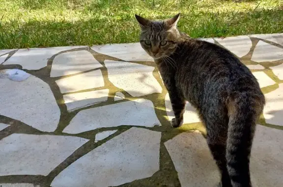 Chatte tigrée trouvée, affectueuse, Toulon - photo