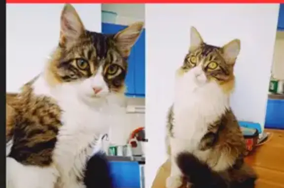Chat roux tigré disparu à Saint-Raphaël - photo