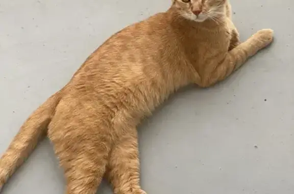 Chat perdu, Viry-Châtillon, photo: Chat orange perdu à Viry-Châtillon