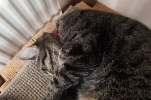 Animaux perdus , photo: Chat perdu Allauch, collier rose