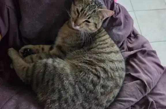 Animaux trouvés , photo: Jeune chat trouvé à Moulis, non castré
