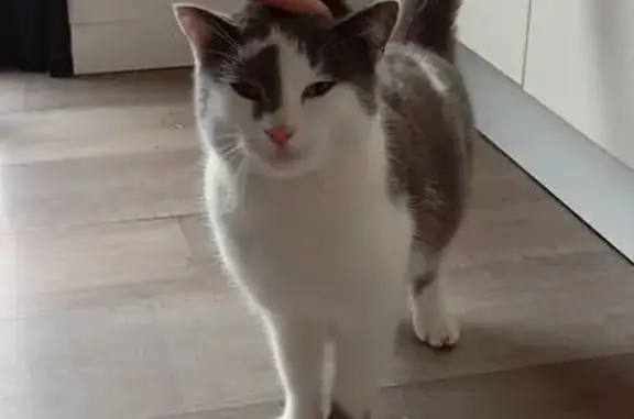 Animaux trouvés , photo: Chat gris-blanc trouvé, non castré, Garlan