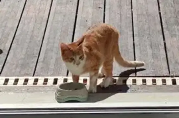 Chat roux trouvé à Viroflay Rive Gauche - photo