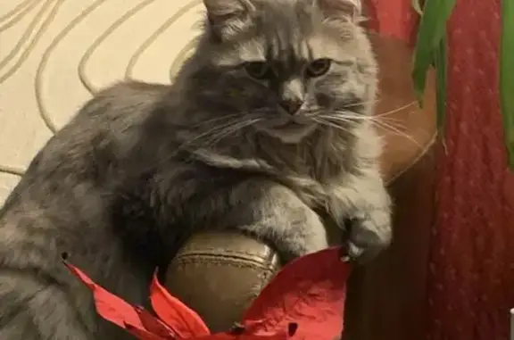 Chat perdu, Boulogne-Billancourt, photo: Chat européen-angora gris perdu à Boulogne