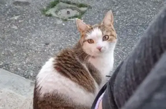 Chatte perdue, blanche et grise, La Bathie - photo