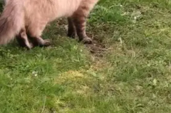 Animaux trouvés , photo: Chat trouvé à Sainte-Fortunade