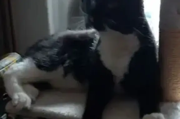 Chat perdu, Richemont, photo: Chat noir et blanc perdu à Richemont